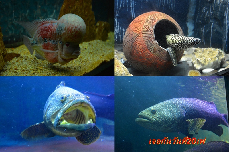 [q][i]อ้างถึง: kwong.ch99 posted: 20-12-2555, 22:18:15[/i]

++++1 :love: :cheer: :cheer: :cheer: :