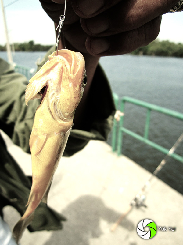    
 [b]วงศ์ปลาจวด (วงศ์: Sciaenidae; อังกฤษ: Croaker, Drum) เป็นวงศ์ในชั้นปลากระดูกแข็งวงศ์หนึ่ง ใ