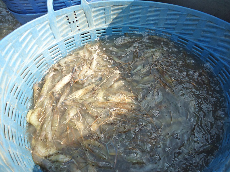 "กุ้งขาว"  !!!  :love:

ผ่าน..มาเจอ ชาวบ้าน กำลังวิดน้ำ นากุ้ง ช่วยกันจับกุ้งที่ก้นบ่อ หลังจากลา