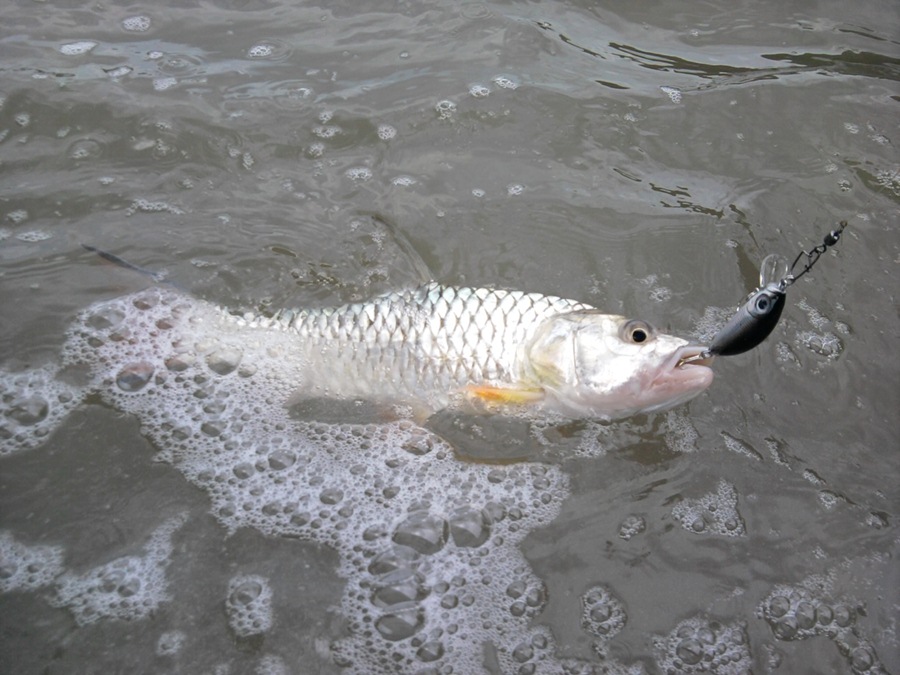 [b]L Minnow เต็มๆ[/b]
 :umh: :umh: :umh: :umh: :umh: