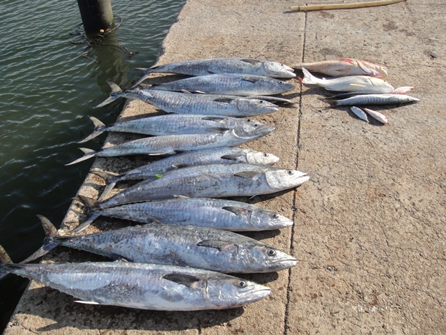 สุดท้ายแล้วครับปลารวม อินทรีย์ 10 อังเกย 1 ปลาหมึก 50 กก ปี 2556 เจอกันใหม่ ขอให้สมาชิกชาวสยามพิชชิ่