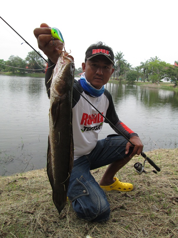 
 [center] [b]Rapala DT-THUG ตัวนี้เพิ่งได่มาใหม่ ตัวก่อนนี้ไม่รู้ตัวอะไรในแม่น้ำเจ้าพระยาคาบติดปาก