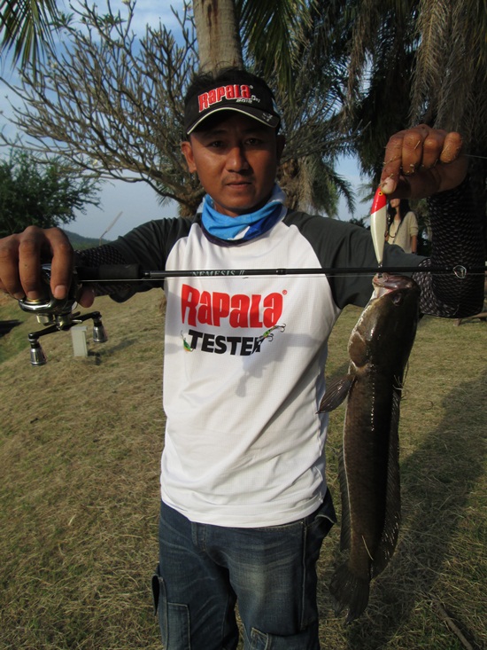   [center][b]Rapala Flat Rapสีขาวหัวแดง สีอมตะตลอดกาลกับคันokuma nemesis II[/b][/center]