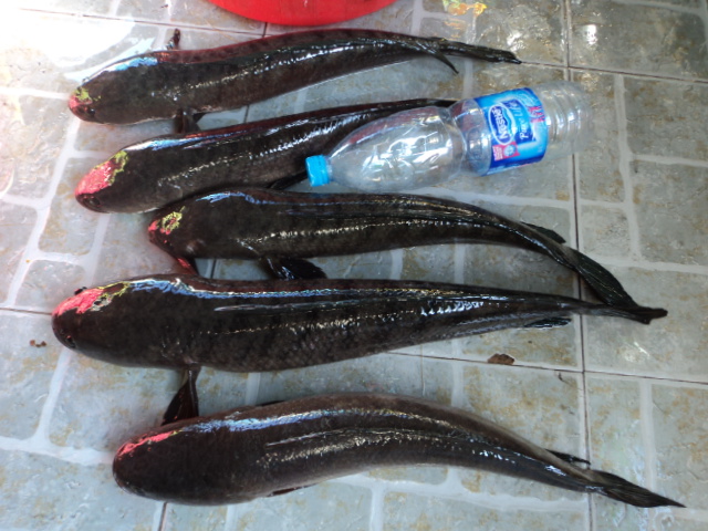 ส่วน 5ตัวนี้เอากลับบ้านคับ ใหญ่ๆทั้งนั้น :laughing: :laughing: :laughing: