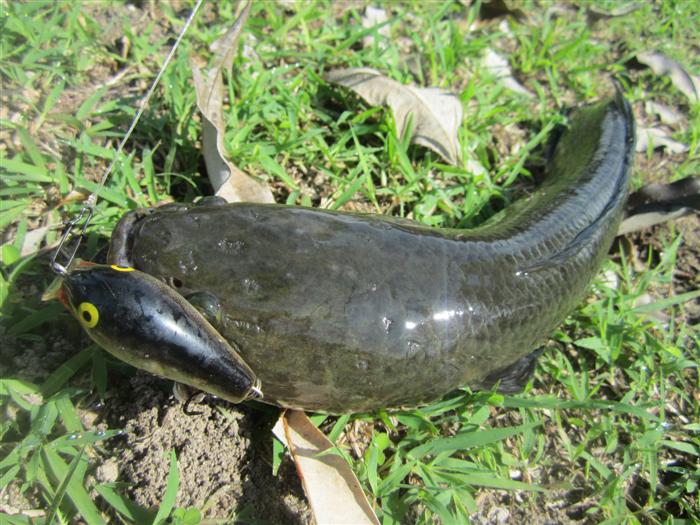  :love: :love: และแล้วก็เอามันขึ้นมาจากนํ้าได้สำเร็จ พร้อมกับเหยื่อ Rapala fat rap 5 คาปากมาเลย 