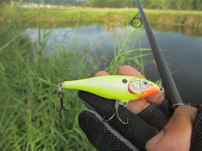 :love: :love: แต่พอมาถึงก็ได้เห็นปลาช่อนไล่กัดลูกปลาซิวพอดีเลยครับ แม้มมมมม ไอ้ช่อนมันซ่าจริง จริ