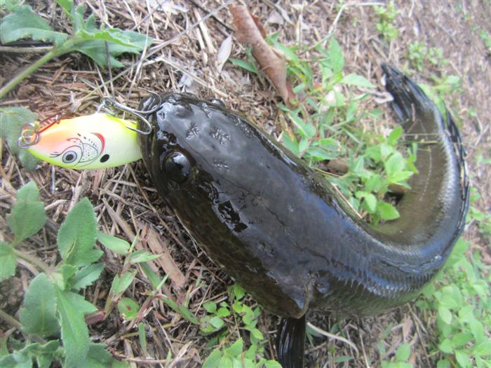 ยกมันขึ้นมาดูโฉมหน้าหน่อยซิ สุดๆจริงกับปลาช่อนไซร์ขนาดเนี้ย แต่ที่สุดกว่าคือมันกัดเหยื่อ Twitchin r