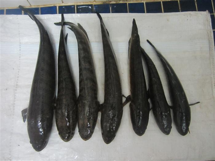 :cheer: ภาพปลารวมจากทริปนี้ และขอขอบคุณน้าๆชาว SFC ทุกๆท่านที่เข้ามาติดตามชมกระทู้ของผม ครั้งหน้าผ