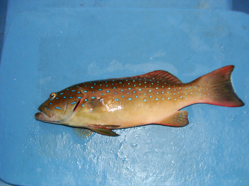 กุดสลาดตัวนี้คิดเมนูเอาไว้แล้ว   :umh: :umh: