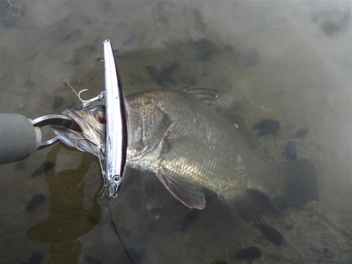  Rapala Max lap 13 