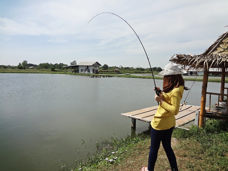 เห็นคันที่พาดอยู่ป่ะ รอกสีทองๆ เบอร์200 นะนั้น  คันเวท 10-16 lb  ไม่ได้ ชะโด สักตัว  :laughing: :lau