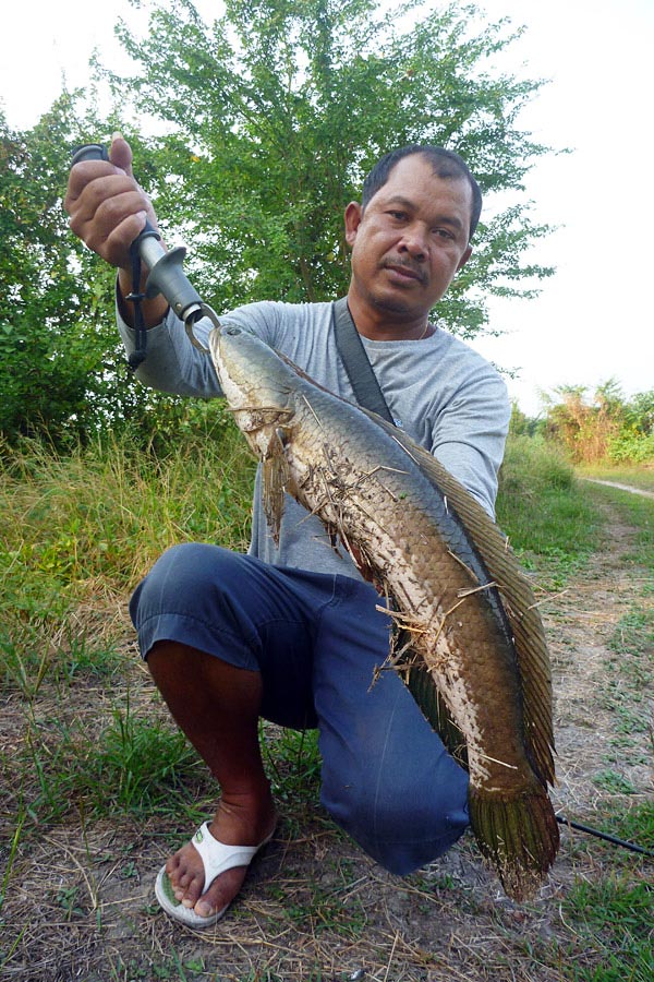 Spinnerbait พ่อแอ๊ป  :smile: