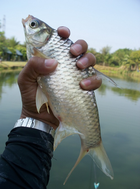 ตะเพียนตัวนี้..เต็มมือผมพอดี..+555+