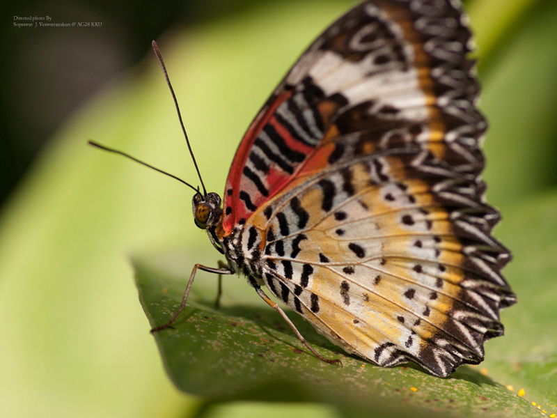 ฝากมาโคร 1 ใบครับตามธรรมเนียม Olypus E510 + Tokina 100 f/2.8 (adapter Nikon to 4/3), (c=0.015) f/11 