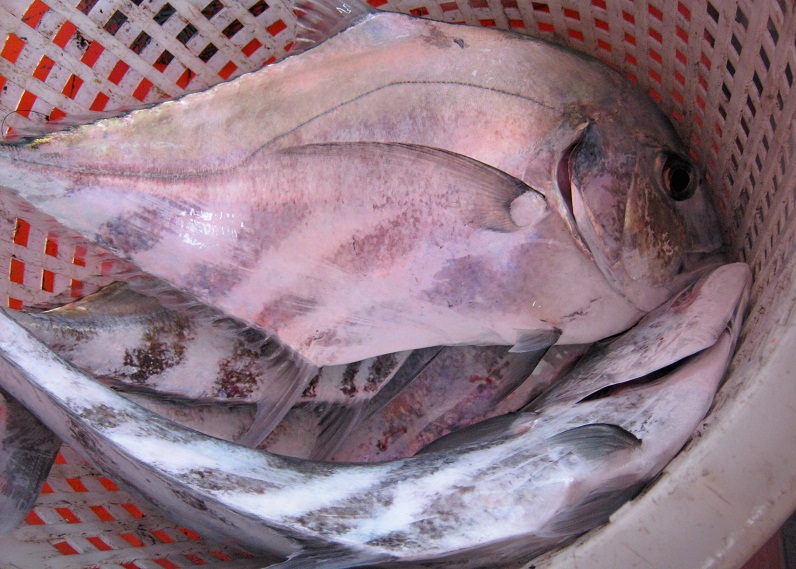 เจอเทศกาลปลาโฉมงานเข้าไปแล้ว :blush: