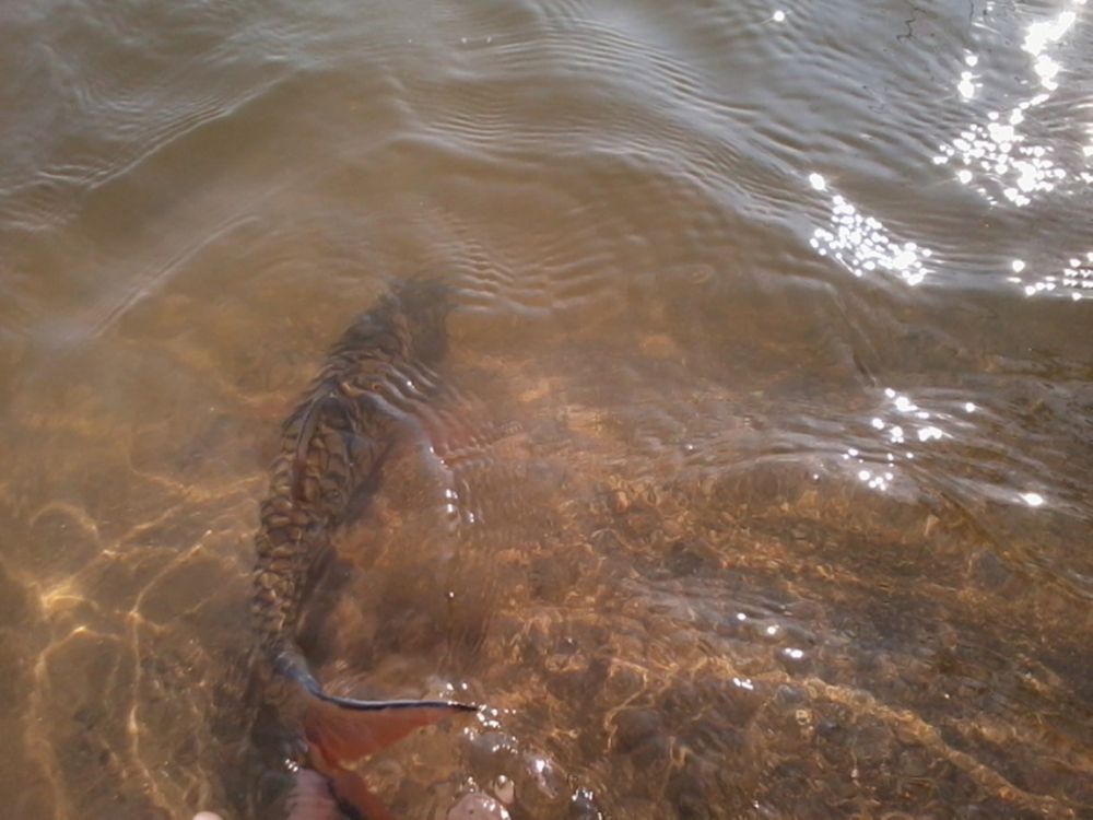 แล้วก็ปล่อยปลากลับบ้านไปครับ ตามวิถีของ Fly fishing   เก็บไว้เพียงรูปถ่ายเป็นความประทับใจมิรู้ลืมครั