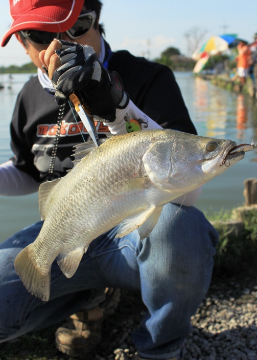 ป็อบมากๆ เมื่อยข้อมือ พักมาเคาะเหยื่อเล็กๆบ้าง ผมใช้ Lure Master Gold sinking ขนาด 50 mm. 
พอตีลงไป