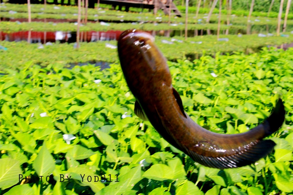 ชอ่นบิน