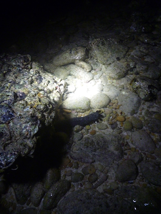 [center] นี่ก็ปลิงทะเล  แปลฝรั่งงูๆปลาๆ Black Sea Cucumber แตงกวาทะเลสีดำ :laughing: [/center] 