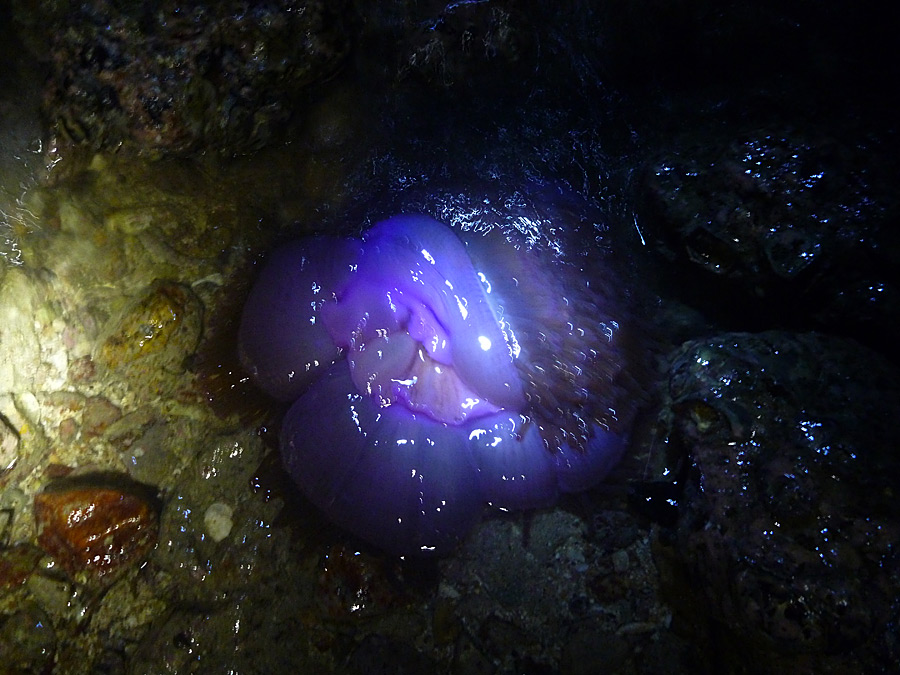 [center]ส่วนนี่ ดอกไม้ทะเล หรือ ซีแอนนีโมนี่ Sea Anemone
ไม่ควรจับเล่นนะครับ มันมีเข็มพิษที่ปลายหนว