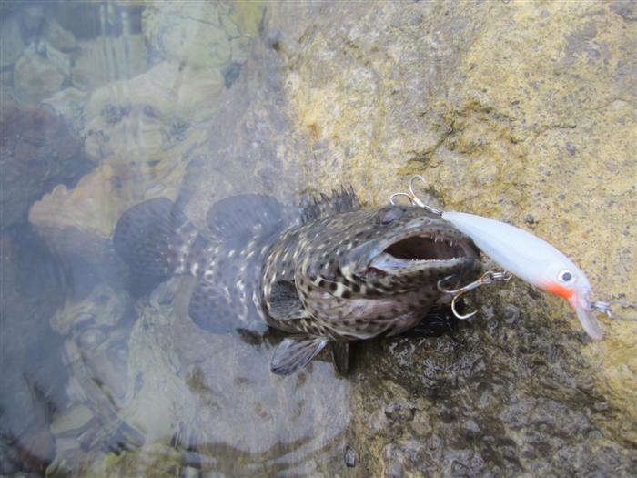กิน Rapala  X rap 8  ขาวมุดซะด้วย
