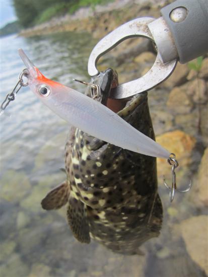 ชัดๆอีกทีกับ  เหยื่อ Rapala X rap 8 ซม. ปราบ เจ้าเก๋า