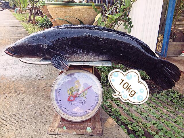 10 โล คร๊าบ :laughing: