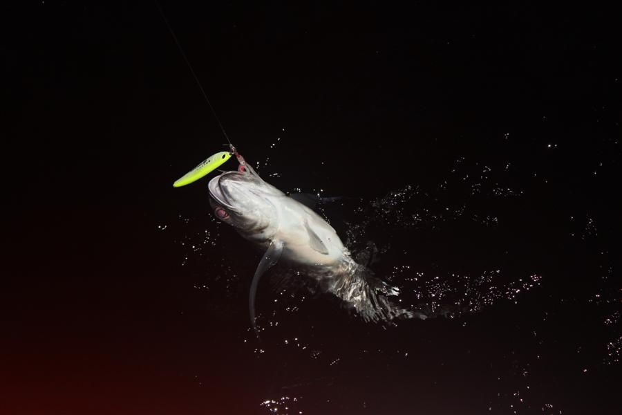 WILLIAIMSON HERRING JIG เรืองแสง :grin: :grin: :grin:
