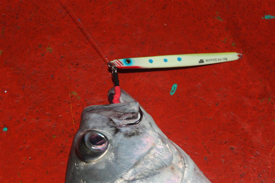ตัวนี้กัด WILLIAMSON BENTHOS 60 g :grin: :grin: :grin: