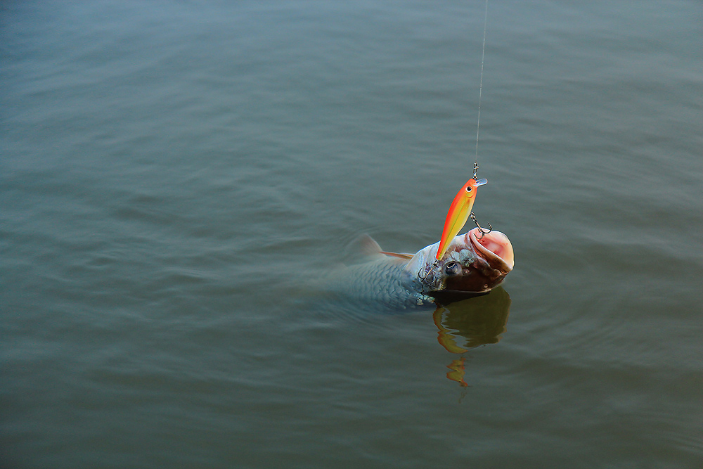 ++BX MINNOW สีส้ม :blush: :blush: :blush: