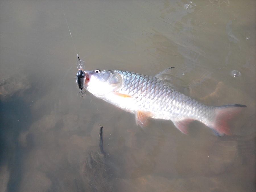 วันนี้.....กระสูบนี่ฮ็อตจริงๆ  :cheer: :cheer: :cheer: :cheer: :cheer: