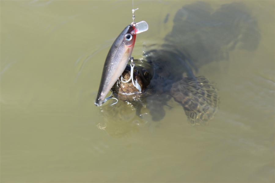 คงคิดว่าBX MINNOW เป็นลูกปลาของโปรด :grin: :grin: :grin: