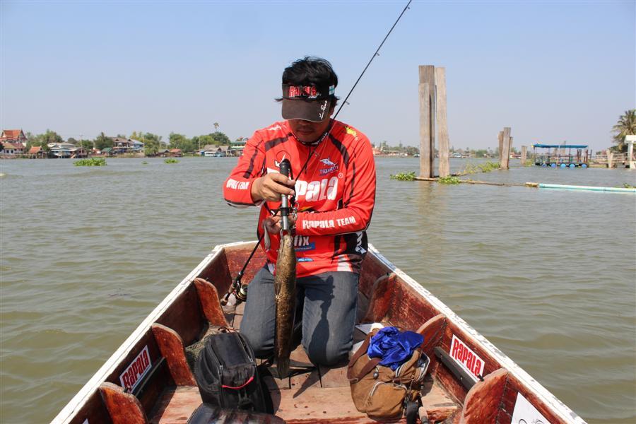 ไต๋ต้นบอกเป็นตัวแรก ที่ได้เห็นตั้งแต่ทำเรือที่เจ้าพระยามา :smile: :smile: :smile:

แต่ที่สวนของไต่