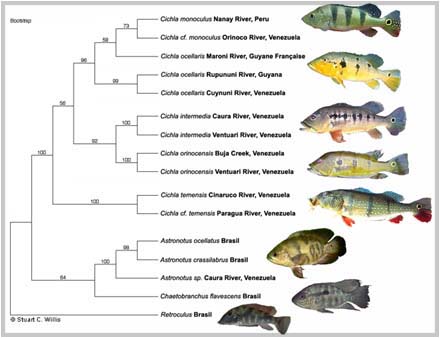  [center][b]Peacock (พีค็อก)[/b] แปลว่า [b]นกยูง[/b]
[b]Peacock Bass (พีค็อกแบส)[/b] จึงเป็นชื่อเรี