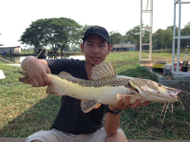 Leopard Catfish ครับ Redtail ผสมกับ Tiger Shovelnose