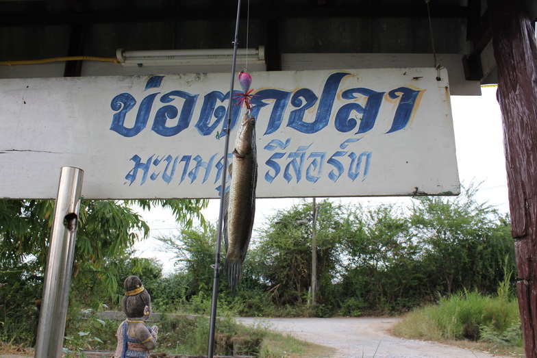 อันนี้แถม  ไม่เกี่ยวกับ  Texas rig นะครับ


 :grin: