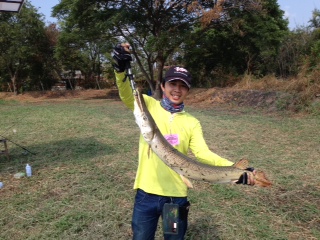 ไฮไลท์ ของวันนี้ครับ Alligator gar เอาขึ้นมาถ่ายรูปจนได้หลังจากที่หลุดไปสองสามที ลุ้นกันใหญ่ครับนึกว