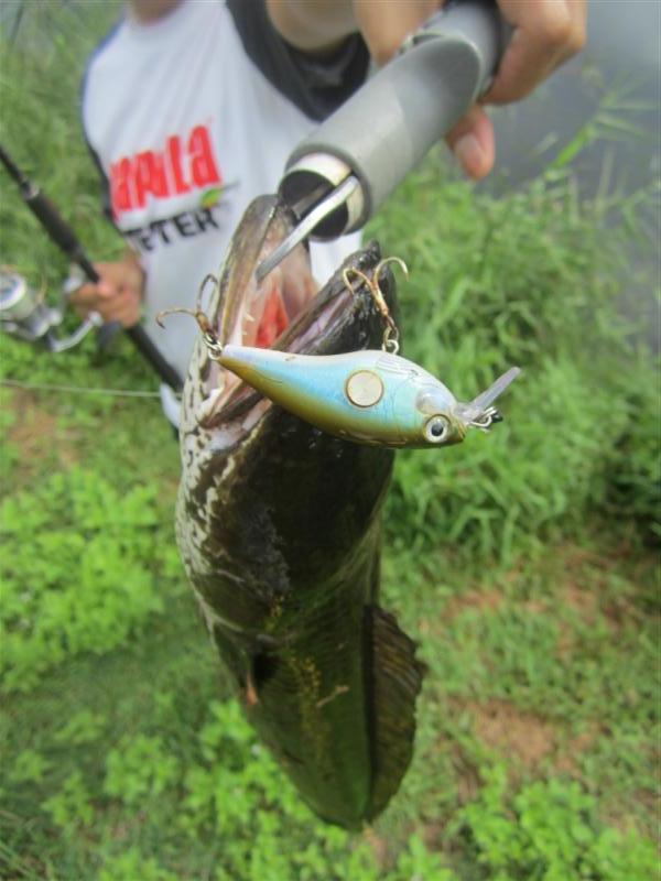  :cheer: ด้วยเหยื่อ Rapala Clackin 5