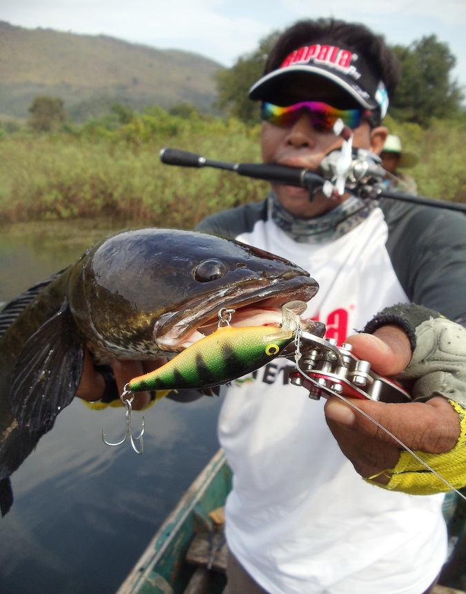  [b]* Rapala Shadrap 7 cm.[/b]    :love: :love: :love: