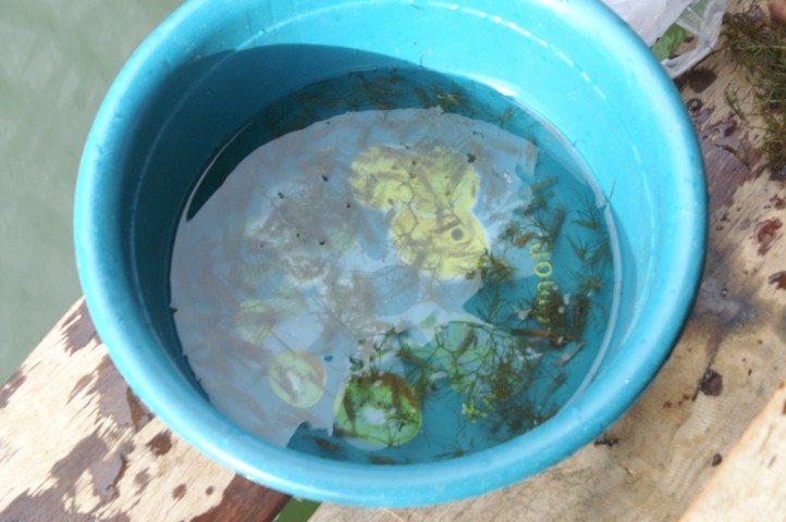 ช้อนกุ้งฝอยริมตลิ่ง