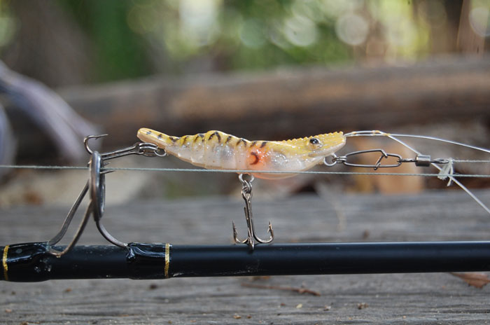 กุ้งพร้อม ออกศึกได้