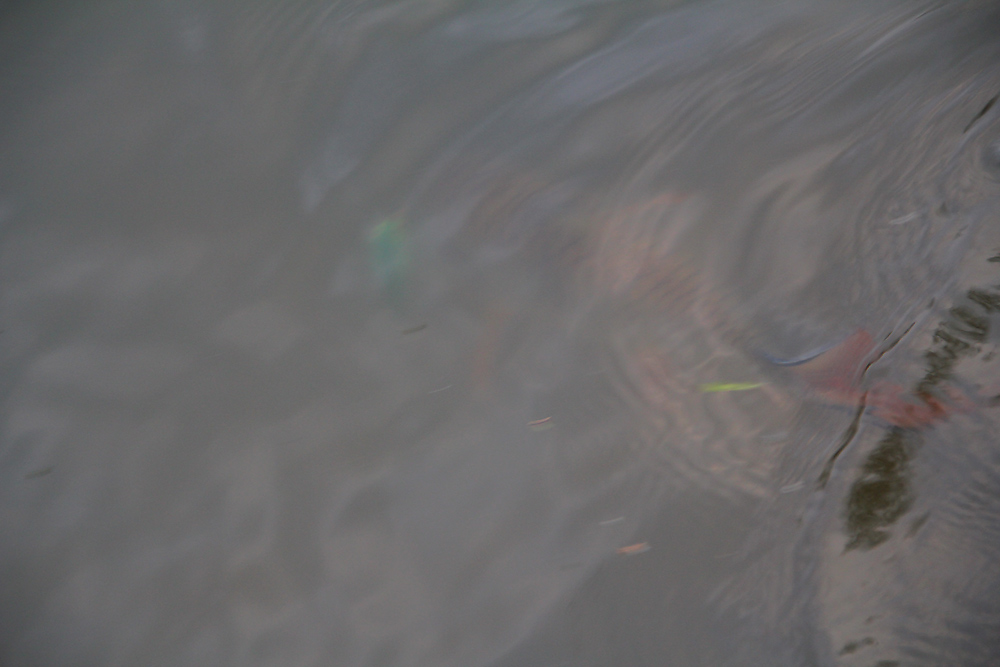 มาถึงหมายแรกปุ๊บเห็นเจ้าปลากระสูปว่ายอยู่ริมน้ำ เฮ้ย!วันนี้มันแน่ :cool: :cool: :cool: :cool: :cool: