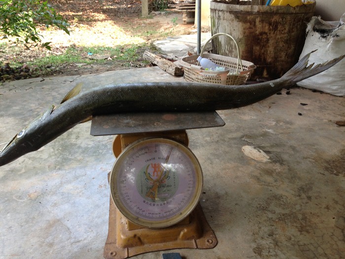 ชั่งดูครับ :grin: