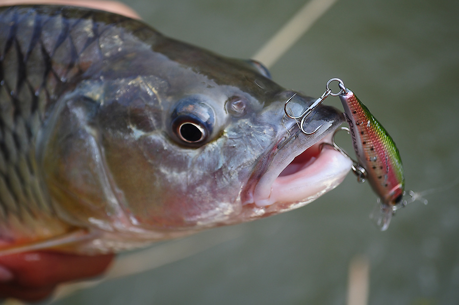  [b]กัดเหยื่อตัวเดิม.......สีตระกูล Trout......โดยส่วนตัว......เหยื่อที่เป็นลักษณะสีที่มีจุดข้างๆลำต
