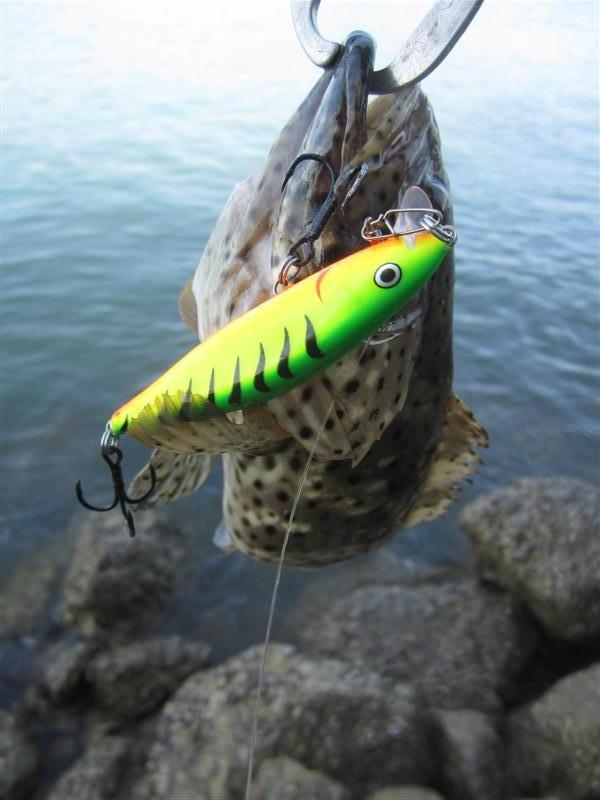  :cheer: โดนกัดเหยื่อ Rapala fat rap 8 ไฟร์ไทเกอร์เขียว