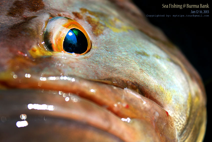 Sea Fishing @ Burma Bank - Jan 2013