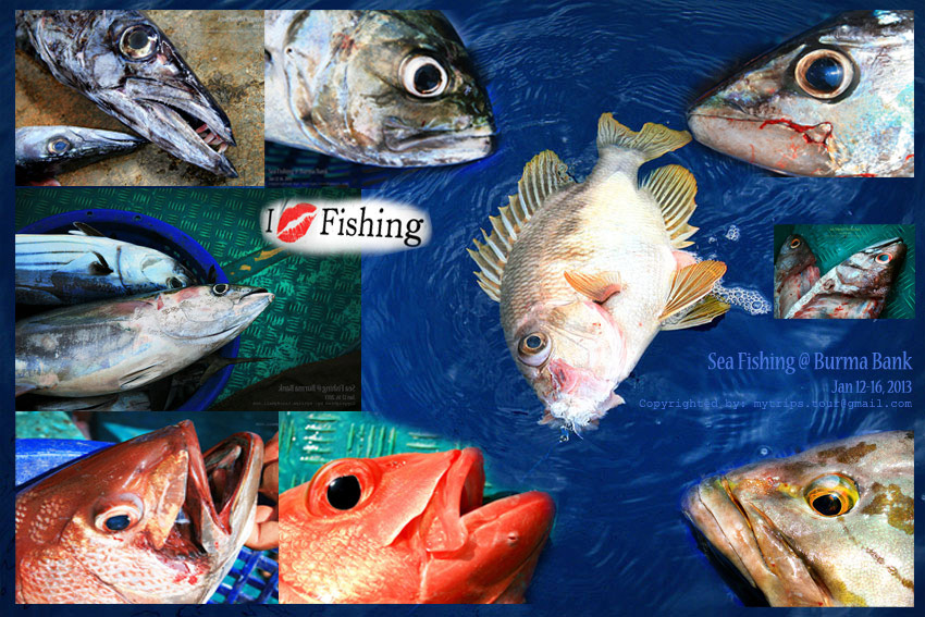 Mixed fishes  :spineyes: