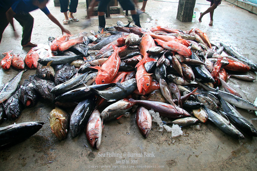 ปลารวมสำหรับทริปนี้ :sick:
(Subtitle: Total fishes of this trip) 