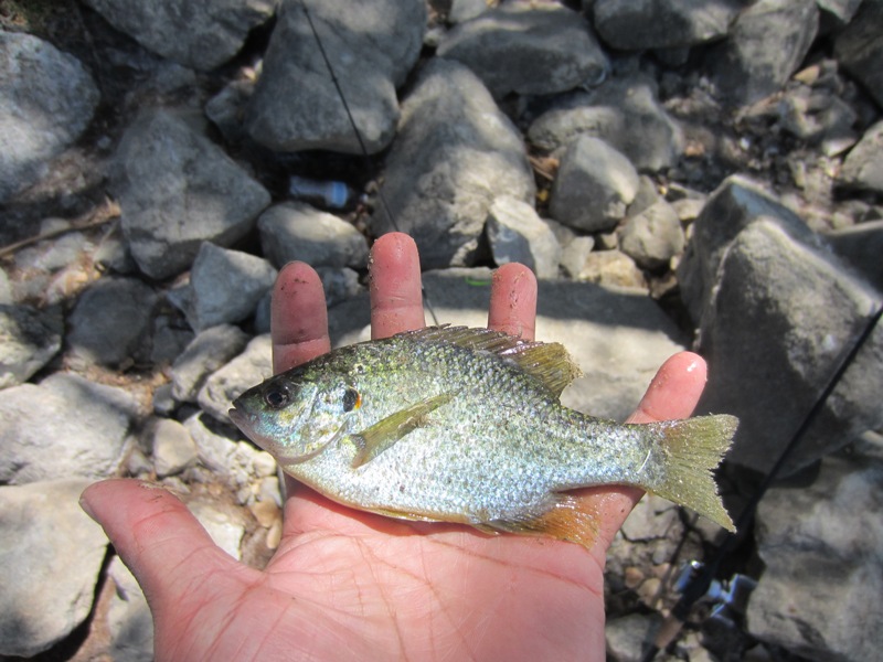 ปลา Bluegill,White Crappie และ Black Crappie ก็มากินบ้างครับ