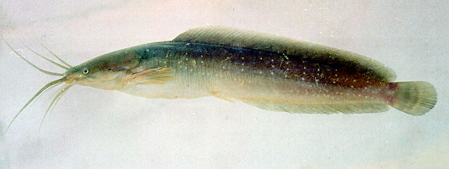 ปลาดุกด้าน
Clarias batrachus.  